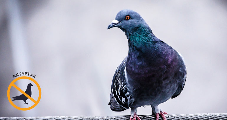 Odstraszanie ptaków - system-antyptak-seguro-lodz-warszawa-poznan-wroclaw